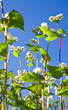 Buckwheat flowers against a bright blue sky