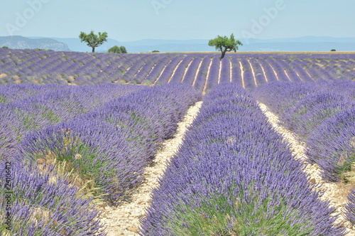 Tapeta ścienna Ogród cc valensole