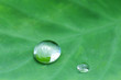 葉っぱの上の水滴