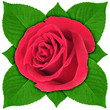 One red rose with green leaf
