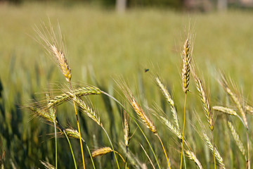 Cereal field