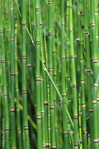 Board z aluminiowym obramowaniem Skrzyp japoński, equisetum japonicum
