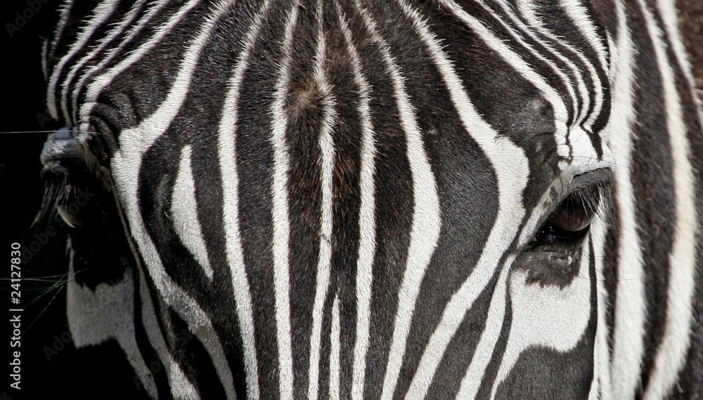 Detail zebra stripes and eye - obrazy, fototapety, plakaty 