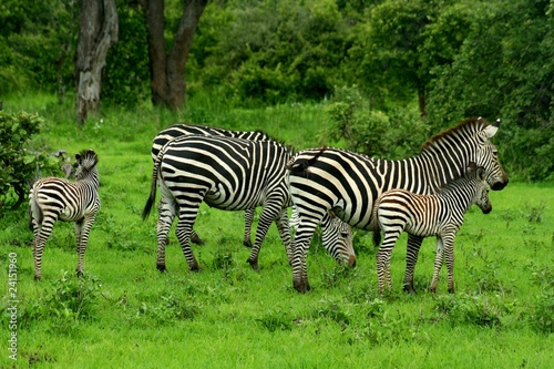 Plakat na papierze fotorealistycznym Zambia zebras