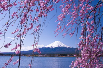 mt.fuji with cherry blossom