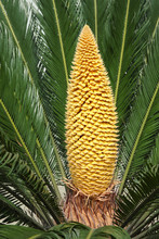 Flower Of Cycas