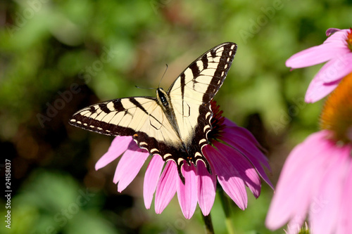 Tapeta ścienna Wschodni tygrys swallowtail motyl papilio glaucus
