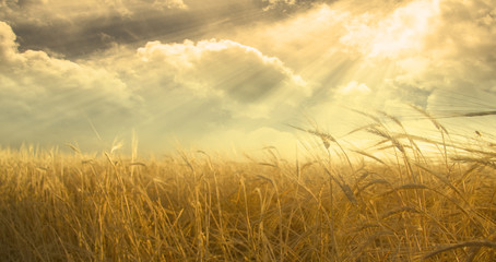 Wall Mural - Field and Sky