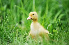 Duckling On Green Grass