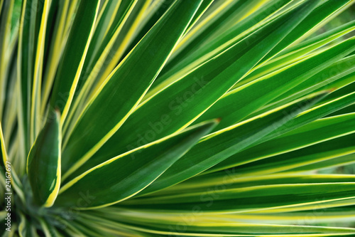 zamknij-sie-z-yucca