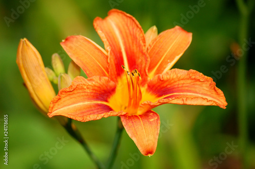 Orange asiatische Lilie