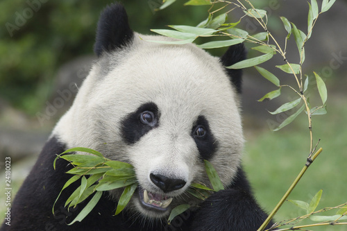 Obraz na płótnie canvas czteroczęściowy "tetraptyk" Panda do jedzenia