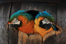 Two Macaw Parrots In A Barrel