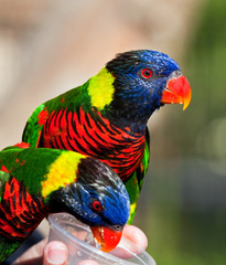 Two parrots eating from a cup in hand in the sun in a aviary