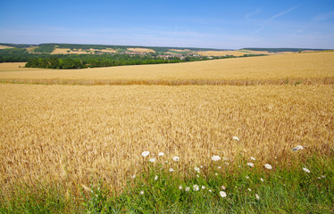 Wall Mural - Parc naturel régional du véxin Français