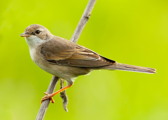 Poster - female of a Whitethroat, Sylvia communis