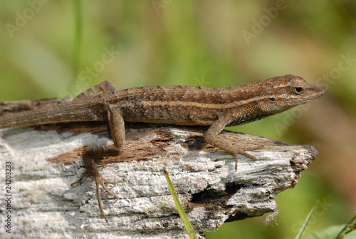 Naklejka samoprzylepna Anolis auratus - (polychrotidae sauria)