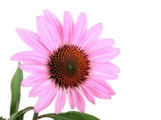 Purple Coneflower, Echinacea