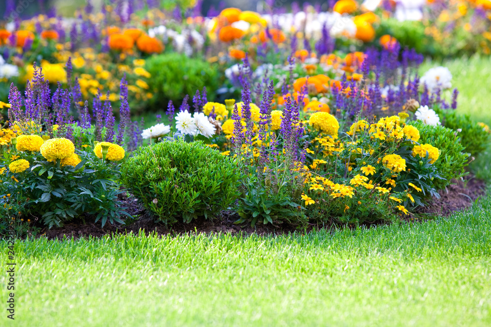 multicolored flowerbed on a lawn - obrazy, fototapety, plakaty 