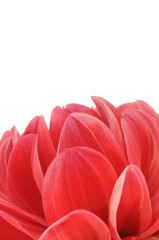 Wall Mural - Red Dahlia