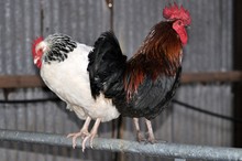 Poultry