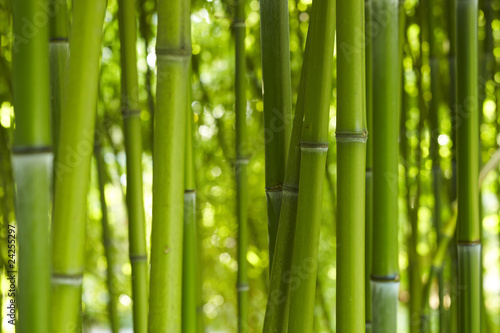 Naklejka na szafę Bambus Bamboo 06