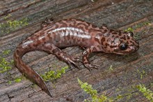 A California Giant Salamander (Dicamptodon Ensatus)