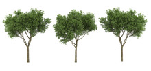 Isolated 3d Tree