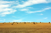 Field Of Hay Bales And Blue Skies