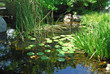 Pond in a Japanese Garden