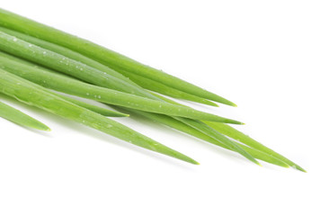 Sticker - Spring Onions