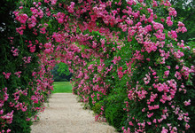 Pergola With Pink Blooming Roses