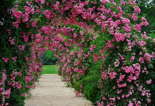 Fototapeta na wymiar Pergola with pink blooming roses