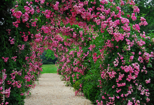 Naklejka - mata magnetyczna na lodówkę Pergola with pink blooming roses