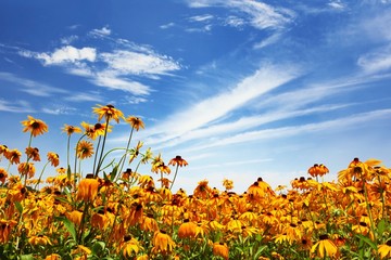 Poster - Flower field and blue sky