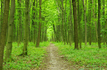  green forest