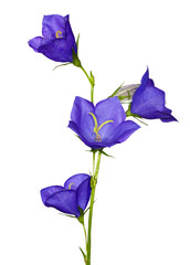 Wall Mural - blue campanula flowers isolated on white