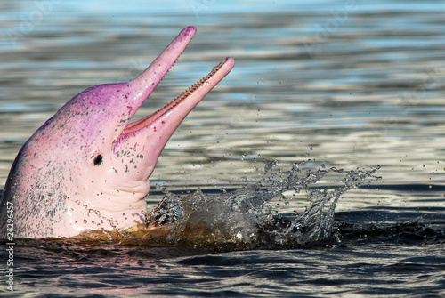 Plakat różowy delfin