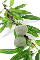 Wall Mural - green almonds