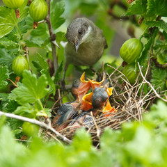 Poster - Lesser Whitethroat, Sylvia curruca