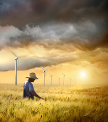 Wall Mural - Farmer checking his crop of wheat