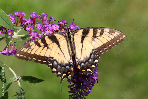 Tapeta ścienna Samica tygrysia (Papilio glaucas)