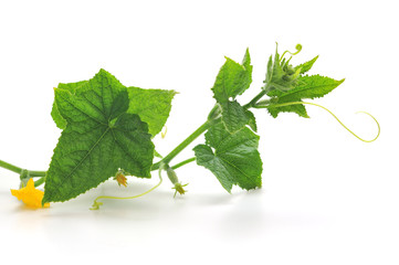 Canvas Print - sprout of cucumber