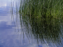 Lakeside Reeds