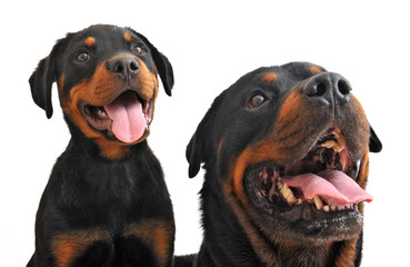 Poster - rottweiler adulte et chiot