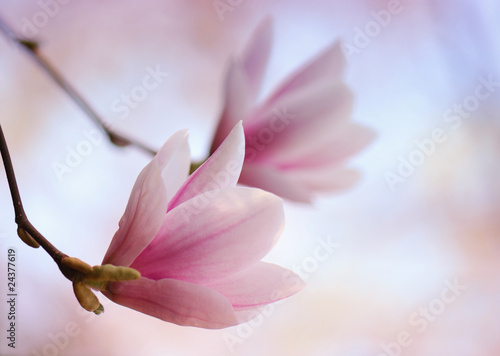 Dekoracja na wymiar  magnolienblute