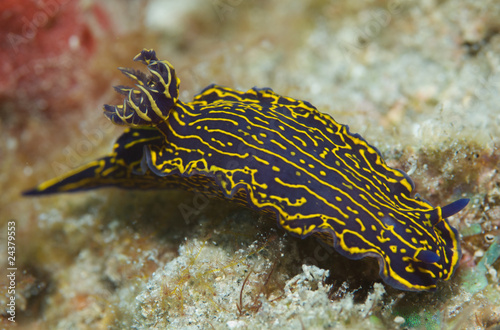 Obraz na płótnie canvas dwuczęściowy "dyptyk" Florida królewski morze bogini-hypselodoris edenticulata