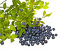 Bilberries and the branch of an bilberry bush