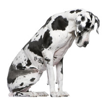 Great Dane Harlequin Sitting In Front Of White Background