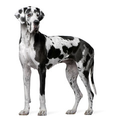 Wall Mural - Great Dane Harlequin, 4 years old, standing